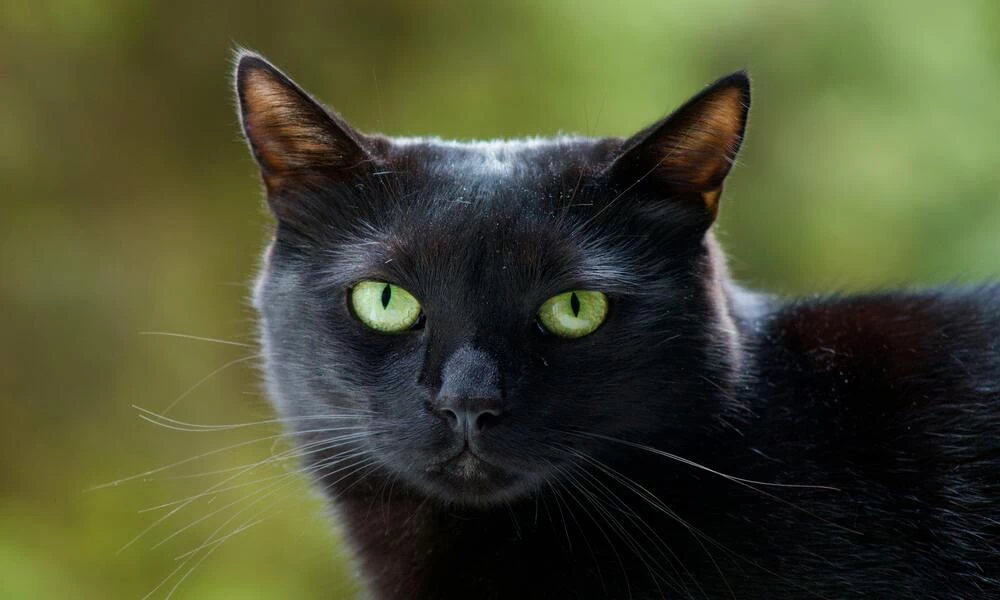 Diaporama Bosnie-Herz�govine, entre Orient et Occident